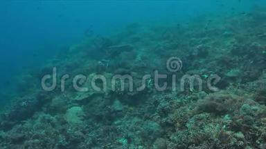 珊瑚礁上的灰礁鲨鱼